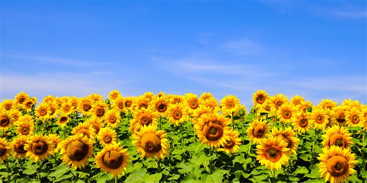 MIB Trieste & Network per l'Ucraina