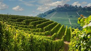 Fondi di investimento e cantine vitivinicole