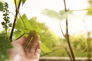 Sostenibilità nel settore vinicolo: oltre le promesse, verso un futuro concreto